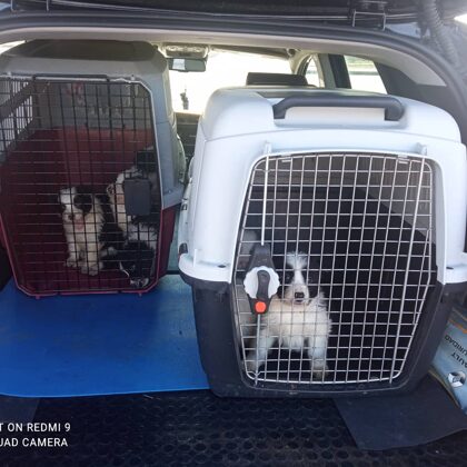 Ribadeo - Barcelona Camada Border Collie. Gracias Miguel y Jose