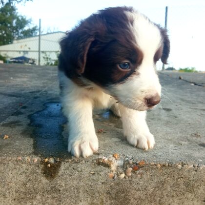 Ribadeo - Barcelona. Gracias Jose por volver a confiar en mí.
