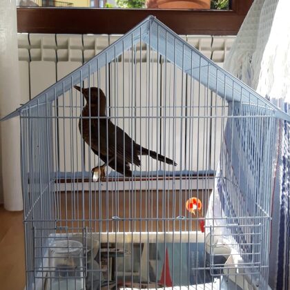 Oviedo - Barcelona. Este precioso tordo. Gracias a Silvia por confiar en mi servicio.