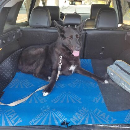 Tara, de Lugo a Alicante, Gracias Iris