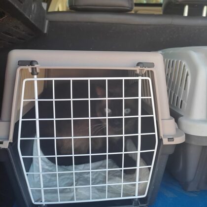 Firulais, traslado Navarra-Paises bajos