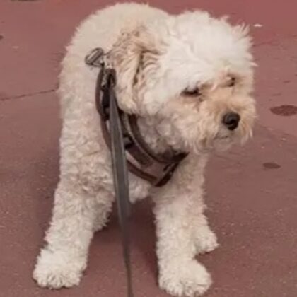 Paddy Madrid - Londres Gracias Galym