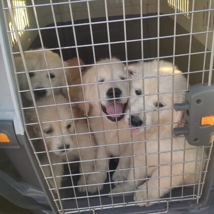 Rumille (A Coruña) - Elche. Gracias a KOWALSKI RETRIEVERS SL.