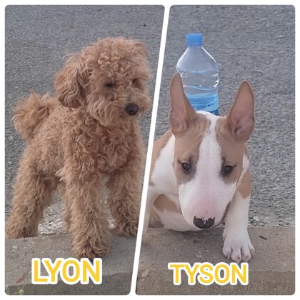 Sevilla - Benicasim. Gracias Lilia .