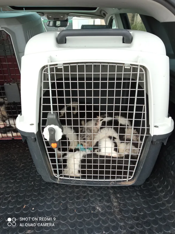Traslado de camadas de Border Collie de Ribadeo a Barcelona. Gracias a Miguel y a Jose