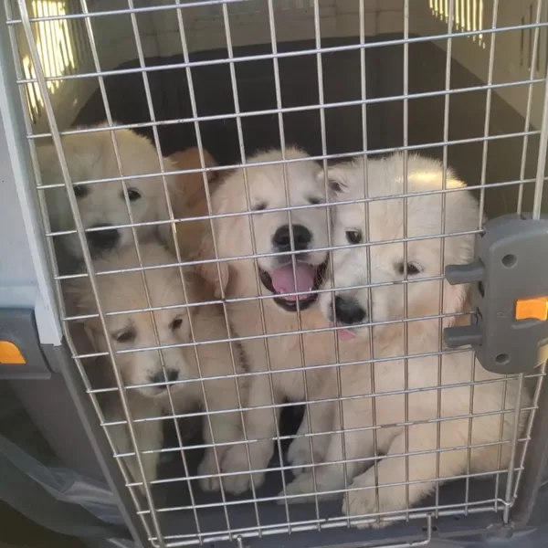 Rumille (A Coruña) - Elche. Gracias a KOWALSKI RETRIEVERS SL.