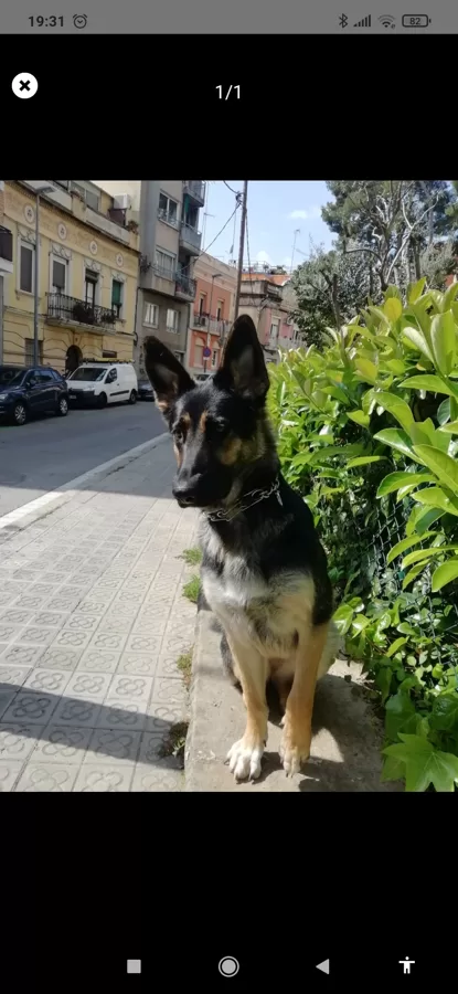 Macrina y su perrita. Málaga - Barcelona